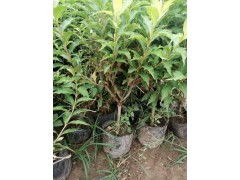锦带价格 锦带种植基地 元磊花卉供应产品青州元磊花卉苗木 艾特贸易网商铺展示
