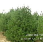 沐阳正德苗木 绿色生态的守望者与践行者
