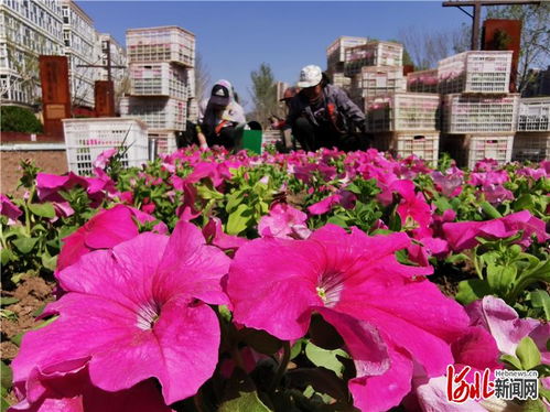 张家口工业文化主题公园 花草妆点忙，盛装待客来