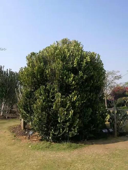 云南省西双版纳植物研究所一一花卉园