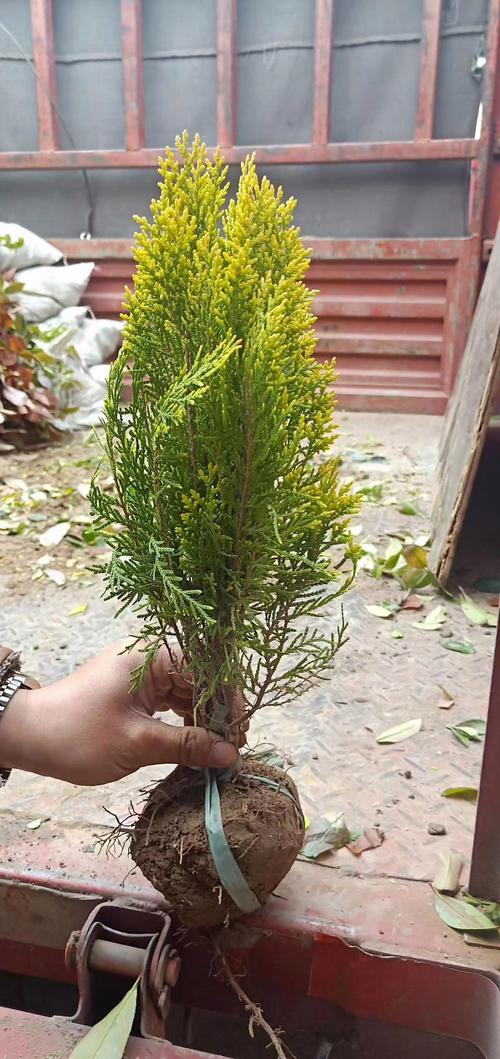东北地区适合种植的树木与花卉全指南 打造寒地花园的精选清单