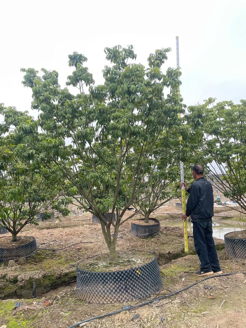 保定丛生黄蜡树厂家哪家强?保定峻熙苗木花卉种植产量提升30%&middot;成活率升25%