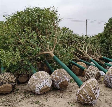 北方适合种植什么苗木汇总_庭院十大植物排名素材)