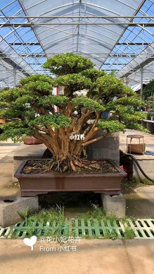 花小妃花卉: 瓜子黄杨造型树,四季常青不落叶,耐寒耐旱南北方都可以