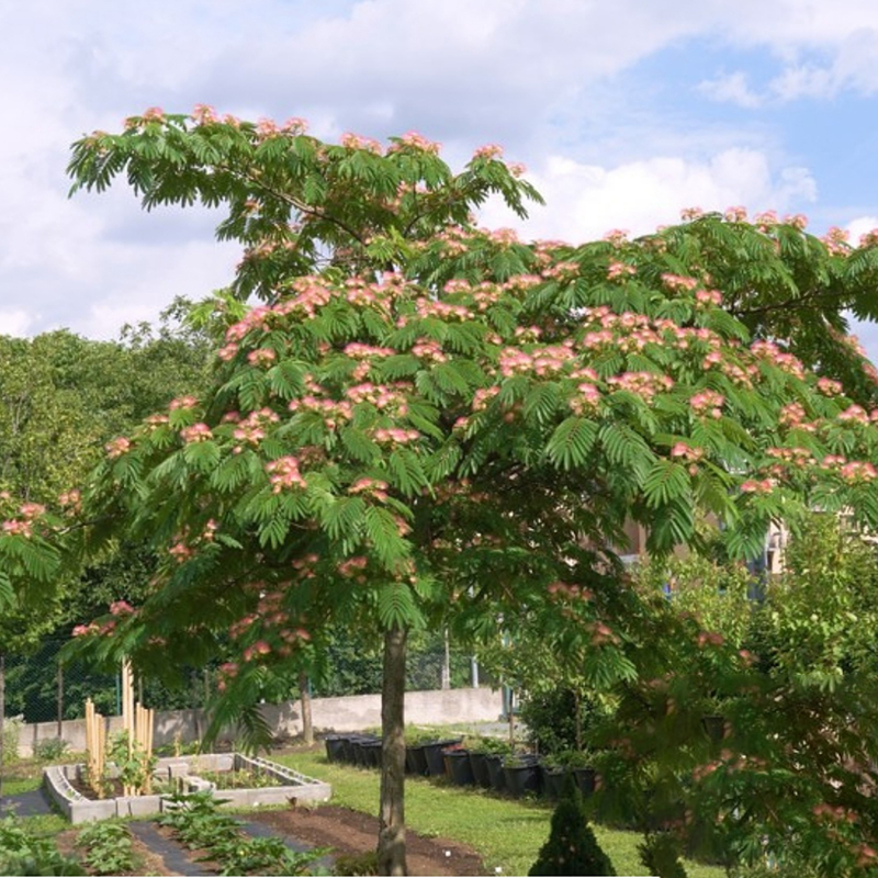 合欢树苗芙蓉树苗绒花树银叶金合欢花树苗树木庭院南北方种植