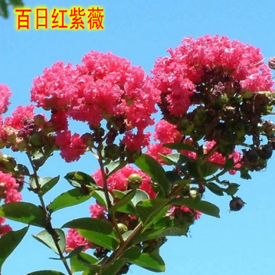 进口美国红火箭紫薇花树苗庭院绿化风景树大型百日红紫薇花苗耐寒