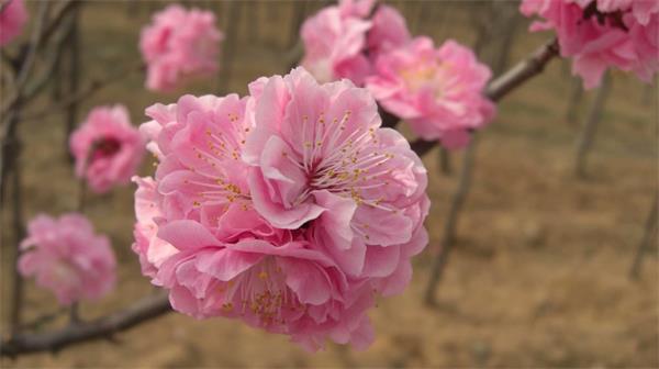 辽宁梅花树岱下花卉梅花基地 北方寒地梅花树种植与花卉树木生产的引领者