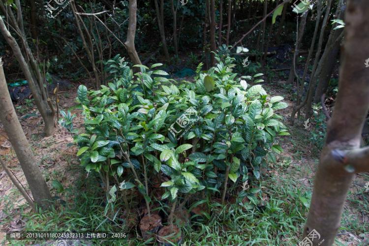 金花茶种植基地 防城港的金色传奇与花卉树木种植艺术